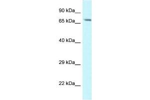 WB Suggested Anti-Man1a Antibody   Titration: 1. (MAN1A anticorps  (N-Term))