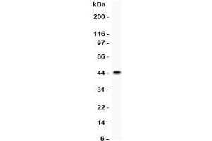 Western blot testing of MFN2 antibody and recombinant human protein (0. (MFN2 anticorps  (AA 601-757))
