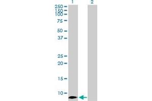 Western Blot analysis of CCL4 expression in transfected 293T cell line by CCL4 MaxPab polyclonal antibody. (CCL4 anticorps  (AA 1-92))