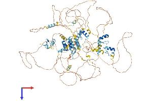 AlphaFold protein structure predicition of Mouse Recombinant Tshz3 Protein, UniprotID Q8CGV9