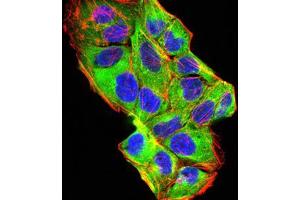 Immunofluorescence analysis of Hela cells using BMP2 mouse mAb (green).