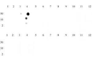 Histone H3 trimethyl Lys4 antibody tested by dot blot analysis. (Histone 3 anticorps  (H3K4me3))