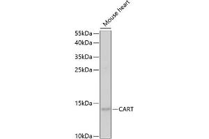 Western blot analysis of extracts of mouse heart, using CART antibody (ABIN6131305, ABIN6137949, ABIN6137950 and ABIN6221042) at 1:1000 dilution. (CARTPT anticorps  (AA 28-116))