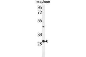 USF1 Antibody (Center) western blot analysis in mouse spleen tissue lysates (35 µg/lane). (USF1 anticorps  (Middle Region))