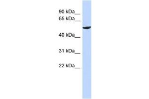 WB Suggested Anti-ZNF154 Antibody Titration:  0. (ZNF154 anticorps  (N-Term))