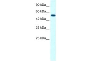 Western Blotting (WB) image for anti-Glycine Receptor, alpha 1 (GLRA1) antibody (ABIN2463727) (GLRA1 anticorps)