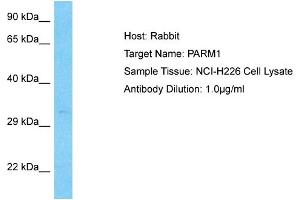Host:  Rabbit  Target Name:  PARM1  Sample Type:  NCI-H226 Whole Cell lysates  Antibody Dilution:  1. (PARM1 anticorps  (N-Term))