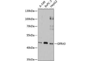 Western blot analysis of extracts of various cell lines, using GFR antibody (ABIN3017059, ABIN3017060, ABIN1679990 and ABIN6219937) at 1:1000 dilution. (GFRA3 anticorps  (AA 32-240))