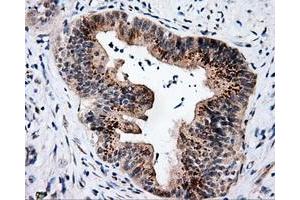 Immunohistochemistry (IHC) image for anti-Nucleotide Exchange Factor SIL1 (SIL1) antibody (ABIN1496809) (SIL1 anticorps)