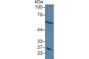 Western Blot; Sample: Human MCF7 cell lysate; Primary Ab: 5µg/ml Rabbit Anti-Human DCT Antibody Second Ab: 0.
