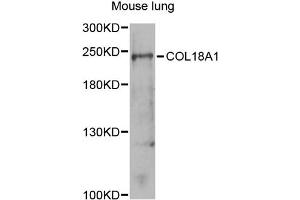 Western blot analysis of extracts of mouse lung, using COL18A1 antibody (ABIN1871945) at 1:1000 dilution. (COL18A1 anticorps)