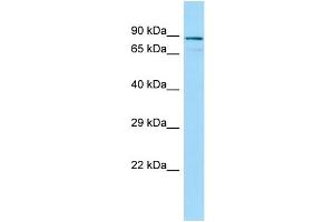 WB Suggested Anti-CEP63 Antibody Titration: 1. (CEP63 anticorps  (N-Term))