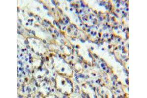IHC-P analysis of Spleen tissue, with DAB staining. (CD6 anticorps  (AA 30-204))