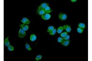 IF analysis of PTGES3 using anti-PTGES3 antibody (ABIN7599547).