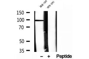 Western blot analysis of extracts of HEK-293 cells, using NSUN2 antibody.