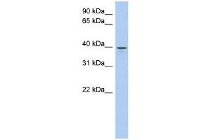 LIX1L antibody used at 1 ug/ml to detect target protein. (LIX1L anticorps)