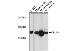 Western blot analysis of extracts of various cell lines using OPLAH Polyclonal Antibody at dilution of 1:3000. (OPLAH anticorps)