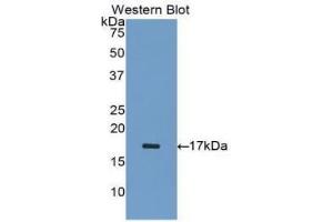 Detection of Recombinant INHA, Human using Polyclonal Antibody to Inhibin Alpha (INHa) (Inhibin alpha anticorps  (AA 233-366))