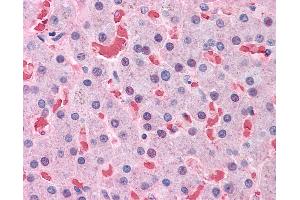 Anti-HBB antibody IHC of human liver. (Hemoglobin Subunit beta anticorps  (AA 38-148))