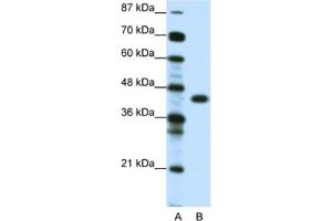 Western Blotting (WB) image for anti-Zinc Finger Protein 396 (ZNF396) antibody (ABIN2461067) (ZNF396 anticorps)