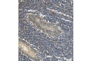 IHC analysis of EAPP using anti-EAPP antibody (ABIN7599214). (EAPP anticorps  (AA 1-285))