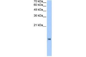 LOC653186 antibody used at 2. (LOC653186 anticorps  (N-Term))