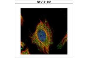Image no. 2 for anti-Fem-1 Homolog C (FEM1C) (AA 1-228) antibody (ABIN1498244) (FEM1C anticorps  (AA 1-228))