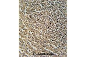 Immunohistochemistry (IHC) image for anti-RAS Protein Activator Like 3 (RASAL3) antibody (ABIN2995724) (RASAL3 anticorps)