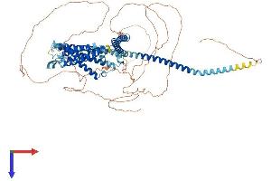 AlphaFold protein structure predicition of Mouse Recombinant Kcnn2 Protein, UniprotID P58390
