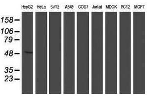 Image no. 2 for anti-Asparagine-Linked Glycosylation 2, alpha-1,3-Mannosyltransferase Homolog (ALG2) antibody (ABIN1496610) (ALG2 anticorps)