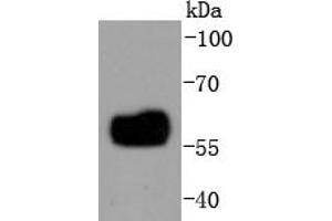 THP-1 cell lysates probed with IRF5 (3F11) Monoclonal Antibody  at 1:1000 overnight at 4˚C. (IRF5 anticorps)