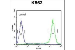 TF Antibody (C-term) (ABIN654229 and ABIN2844063) flow cytometric analysis of K562 cells (right histogr) compared to a negative control cell (left histogr).