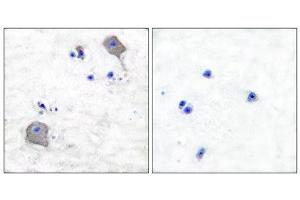 Immunohistochemistry (IHC) image for anti-Claudin 5 (CLDN5) (C-Term) antibody (ABIN1848461) (Claudin 5 anticorps  (C-Term))