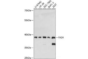 Western blot analysis of extracts of various cell lines using FA2H Polyclonal Antibody at dilution of 1:3000. (FA2H anticorps)