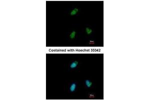 ICC/IF Image Immunofluorescence analysis of paraformaldehyde-fixed A549, using CLUAP1, antibody at 1:500 dilution. (CLUAP1 anticorps)