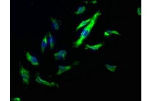 Immunofluorescence staining of U251 cells with ABIN7140173 at 1:200, counter-stained with DAPI. (TJP2 anticorps  (AA 1165-1183))