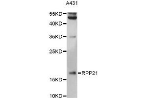 Western blot analysis of extracts of A431 cells, using RPP21 antibody (ABIN6293887) at 1:3000 dilution. (RPP21 anticorps)