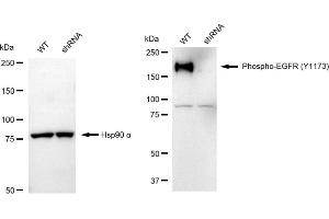 Western blotting analysis using Phospho-EGFR (Y) antibody (ABIN7798469).