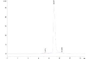 The purity of Cynomolgus Siglec-3 is greater than 95 % as determined by SEC-HPLC. (CD33 Protein (CD33) (AA 17-248) (His tag))