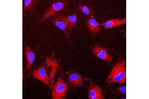 IF analysis of PRDX6 using anti-PRDX6 antibody (ABIN7600102). (Peroxiredoxin 6 anticorps  (AA 15-224))
