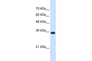 Western Blotting (WB) image for anti-ATPase, Na+/K+ Transporting, beta 1 Polypeptide (ATP1B1) antibody (ABIN2462815) (ATP1B1 anticorps)