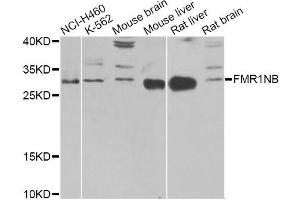 Western blot analysis of extracts of various cell lines, using FMR1NB Antibody (ABIN1876396) at 1:1000 dilution. (FMR1NB anticorps)