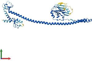 AlphaFold protein structure predicition of Human Recombinant TRIM43B Protein, UniprotID A6NCK2