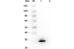 Western Blot of Mouse anti-GSTO1 Monoclonal Antibody. (GSTO1 anticorps  (GST tag))