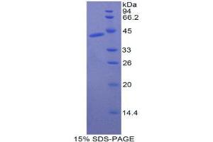 SDS-PAGE (SDS) image for Creatine Kinase, Muscle (CKM) (AA 11-367) protein (His tag) (ABIN2120913)