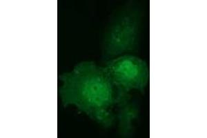 Anti-C9orf41 mouse monoclonal antibody (ABIN2452872) immunofluorescent staining of COS7 cells transiently transfected by pCMV6-ENTRY C9orf41 (RC205116).