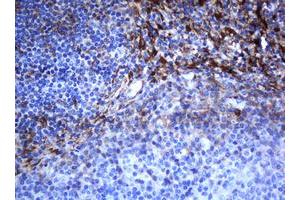 Image no. 7 for anti-Selenium Binding Protein 1 (SELENBP1) antibody (ABIN1500860)