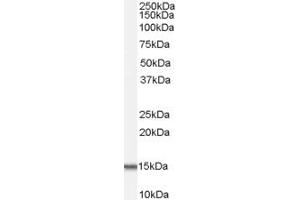 Western Blotting (WB) image for anti-UDP-GlcNAc:betaGal beta-1,3-N-Acetylglucosaminyltransferase 6 (Core 3 Synthase) (B3GNT6) (C-Term) antibody (ABIN2783603)
