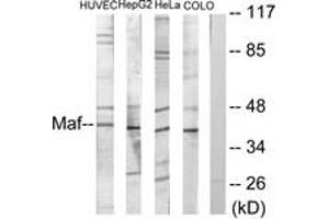 Western blot analysis of extracts from HuvEc/HepG2/HeLa/COLO205 cells, using Maf Antibody. (MAF anticorps  (AA 301-350))