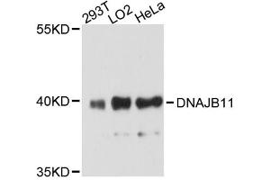 Western blot analysis of extracts of various cell lines, using DNAJB11 antibody. (DNAJB11 anticorps)